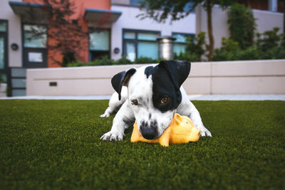 How To Get Rid Of Pet Smells On Your Artificial Grass