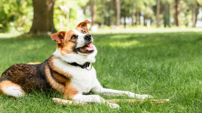 Is Artificial Grass Safe For Dogs?